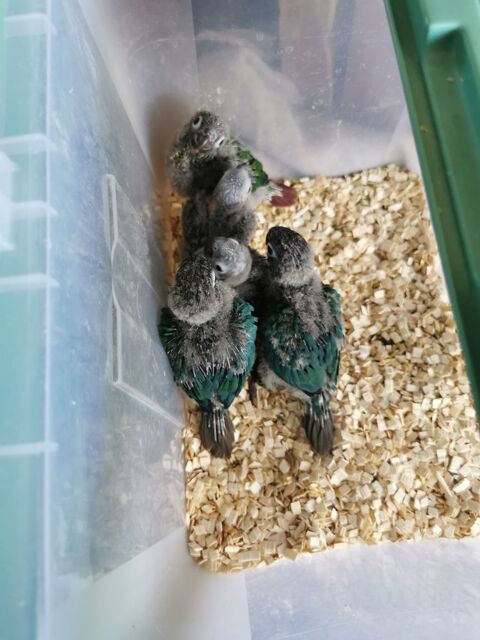 Jeunes Conures molinae EAM 160 94500 Champigny-sur-marne