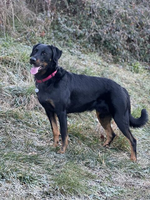 Beauceron cot 4, Dys A/A, coudes 0, PL-1-n/n, pour saillie 69130 cully