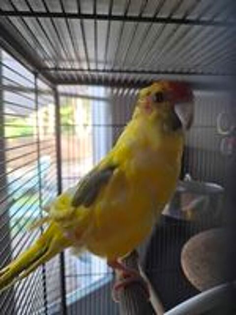   kakariki 
