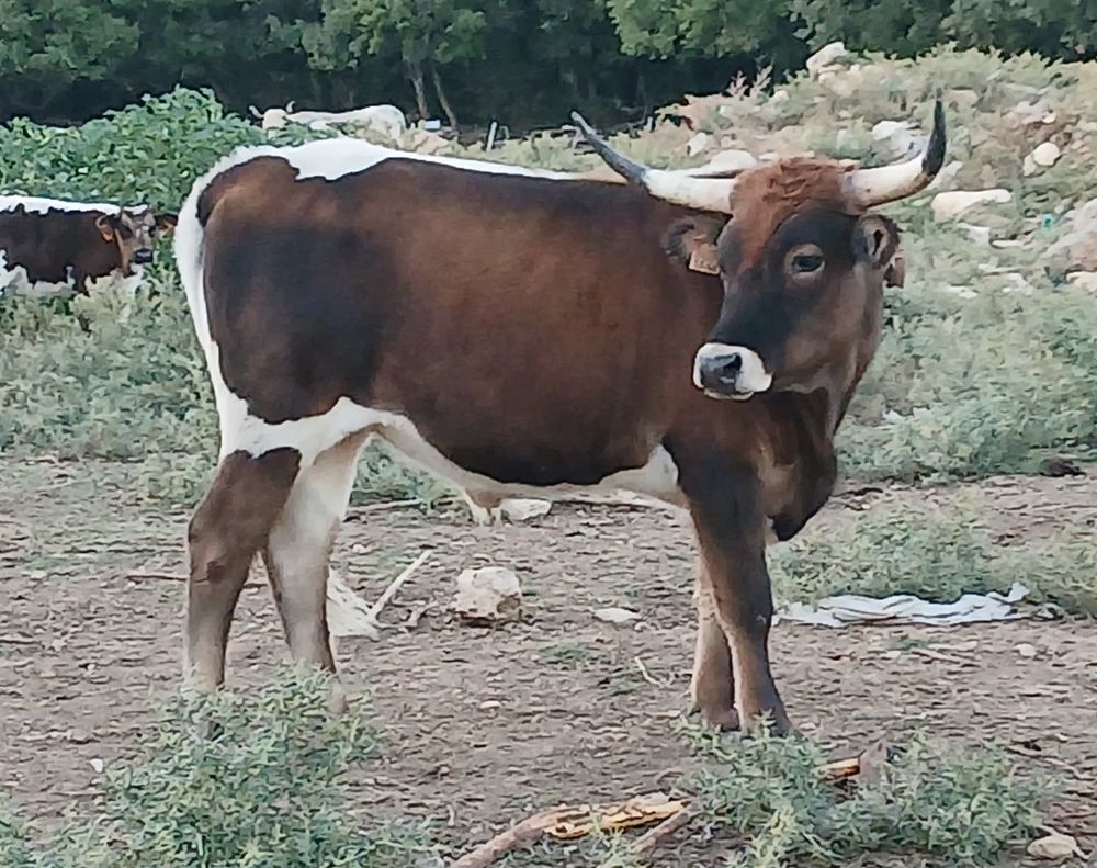  Longhorn castré, 