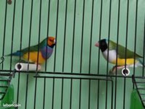   Diamants de GOULD 