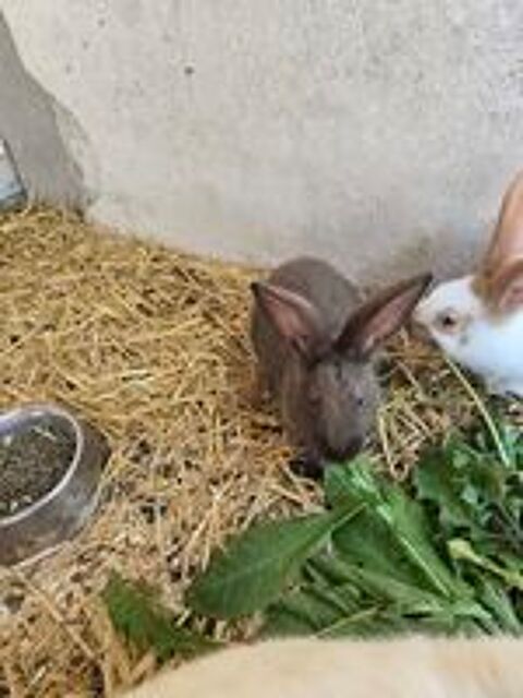  lapins gant papillon 