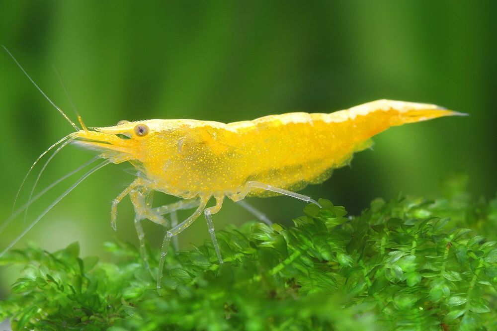   Crevettes neocaridina yellow fire 