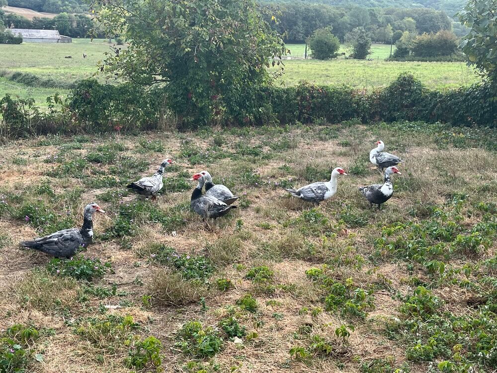  Canards de barbarie pour gavage  