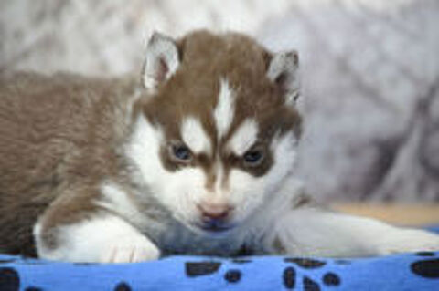   Superbes chiots Husky de Sibérie LOF 