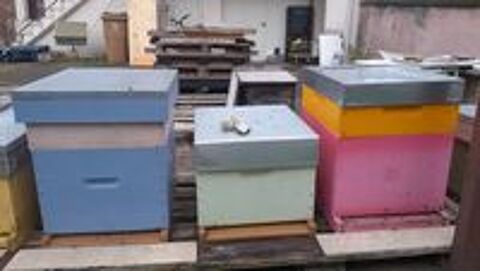   (×8) Colonies d'abeilles Dadant 80 € à 200 € 