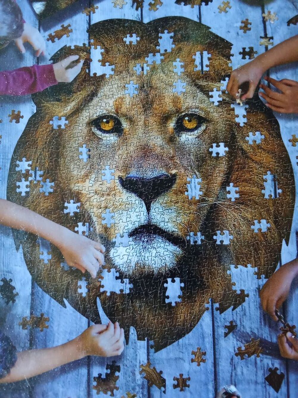 Collection de divers sujets sur le Lion 