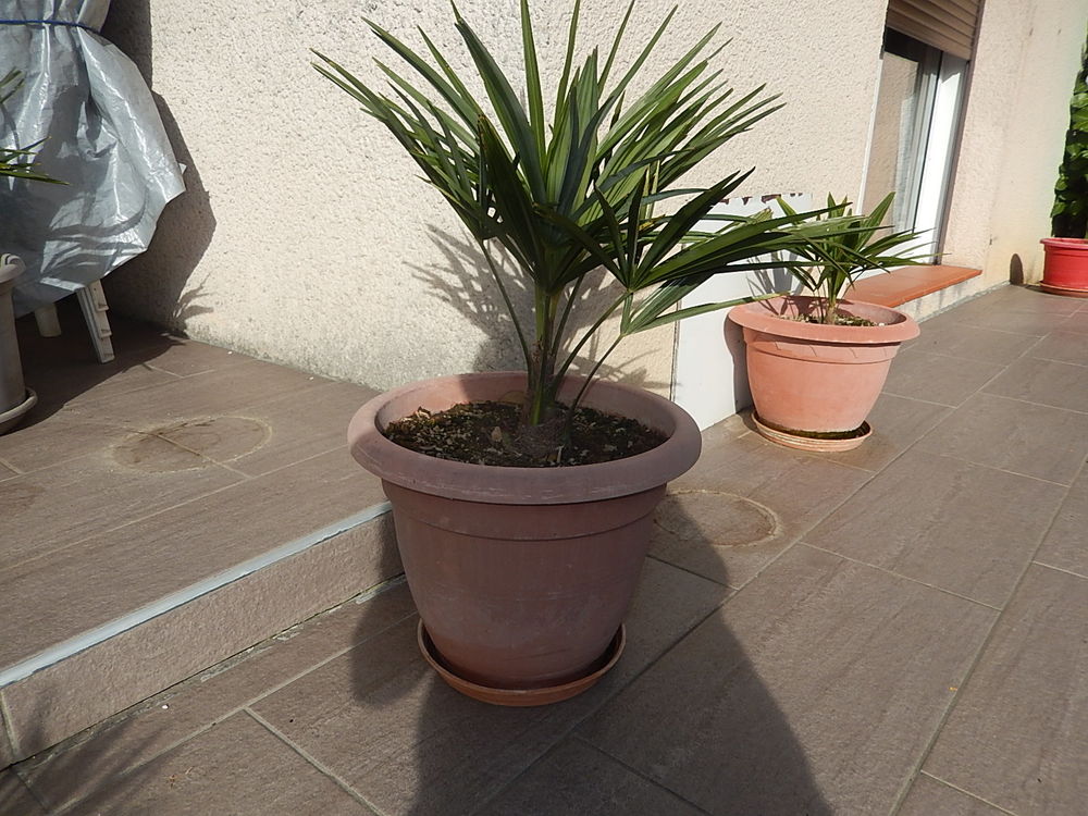 PALMIER TRACHYCARPUS FORTUNEI R&Eacute;SISTE LA S&Eacute;CHERESSE ET FROI Jardin