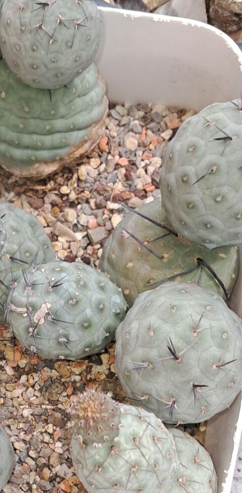 Cactus divers Bantzenheim (68)