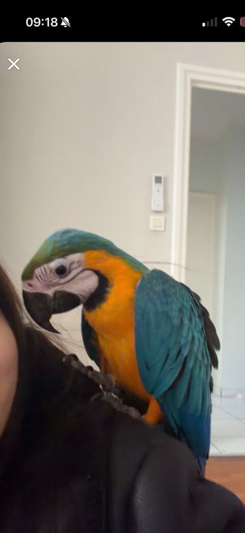 Perroquet ara aurauna 1600 69120 Vaulx-en-velin