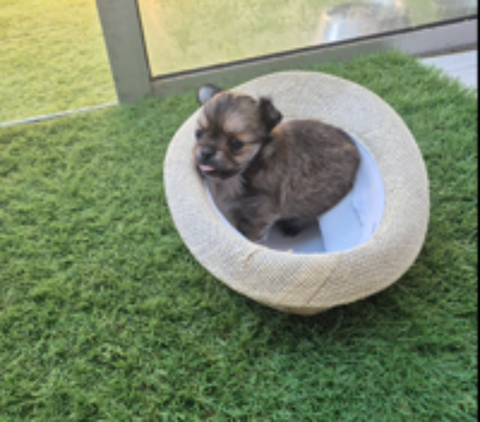   a réserver un petit mâle chihuahua non lof poil long 