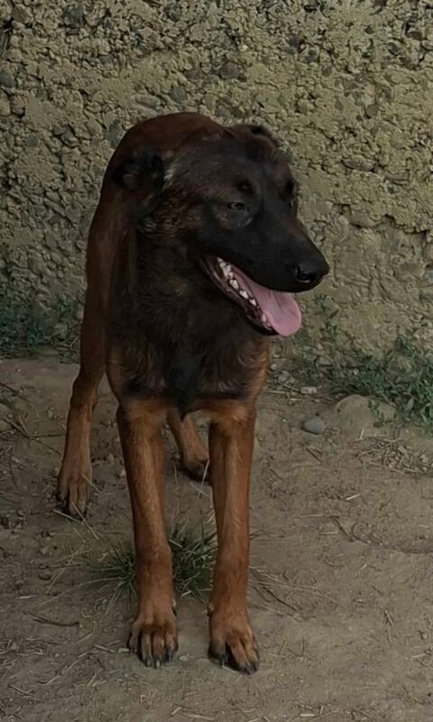 Malinois 0 65220 Trie-sur-baïse