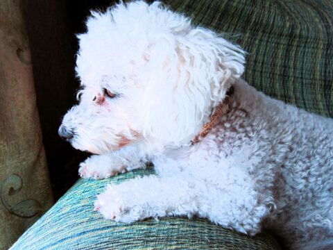 Demande de saillie pour ma chienne bichon frisé LOF 0 38210 Tullins