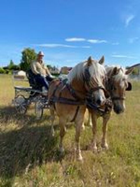    paire de   haflinger    
