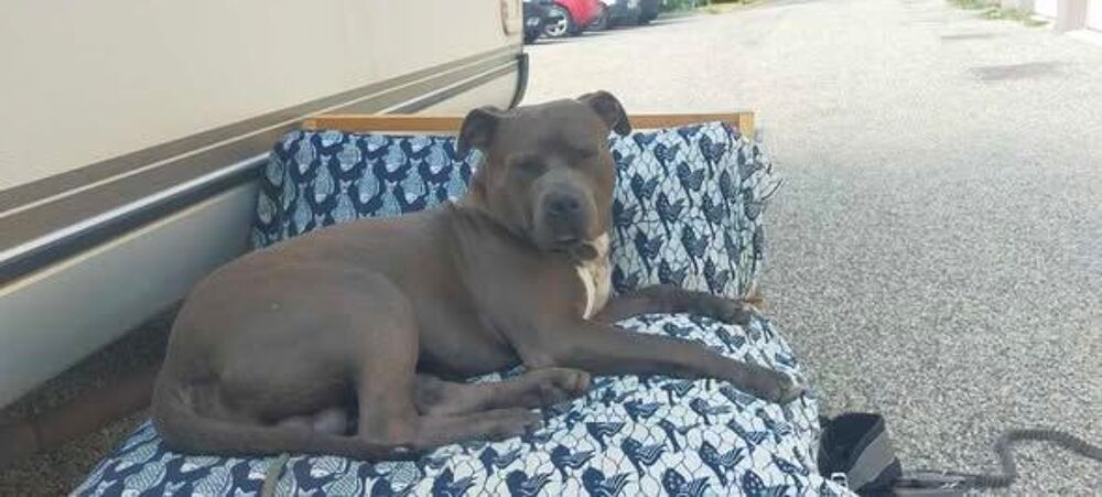   Chien RAVEN à l adoption 