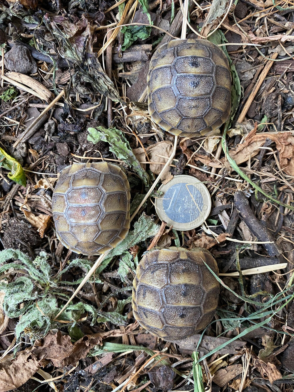   Juvénile tortue terre 