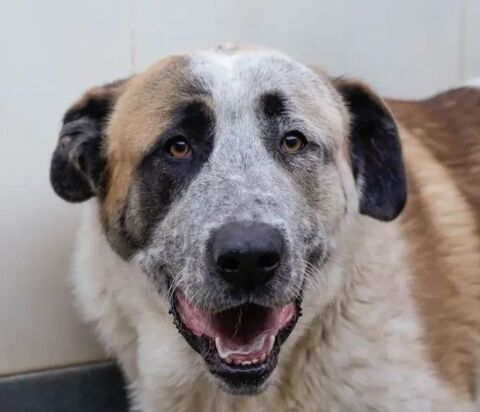 MONCHO 320 27620 Gasny