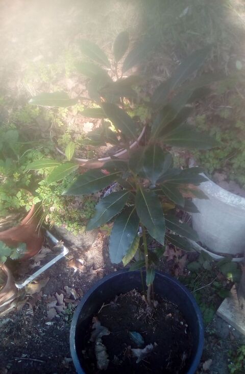 laurier sauce 80 cm 10 Beauchamp (95)