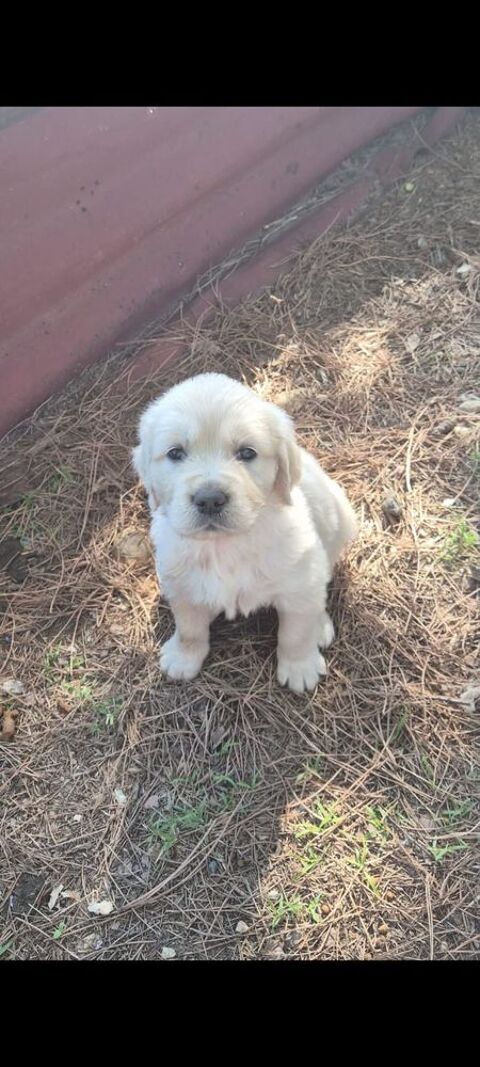 Chiots m&acirc;le Golden retriever  issue de parents LOF 990 30300 Beaucaire