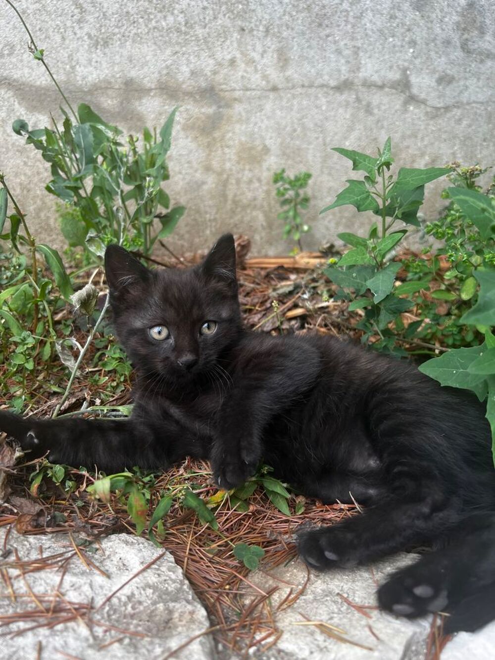   Chaton femelle 