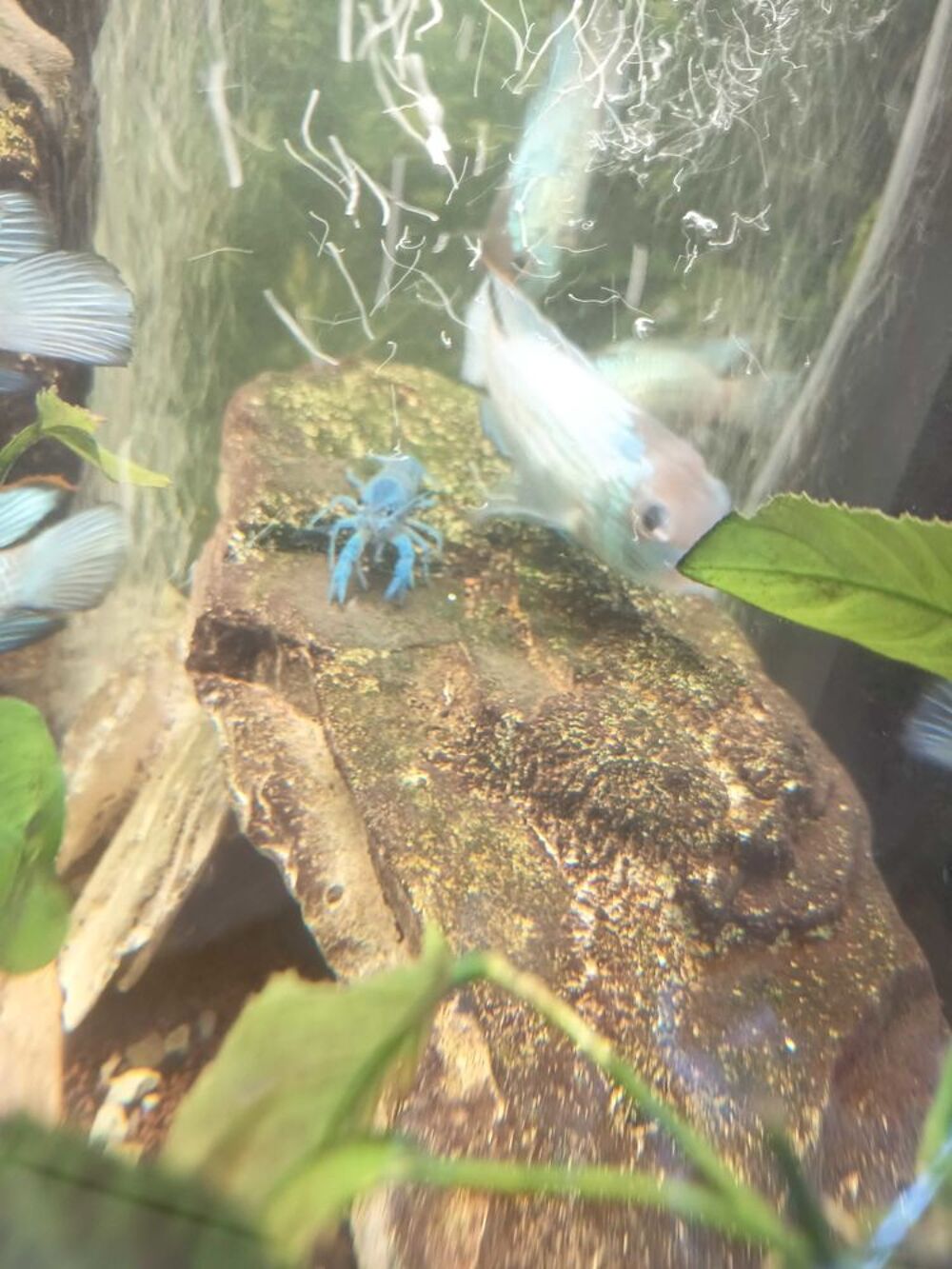 &eacute;crevisses bleues Alleni 