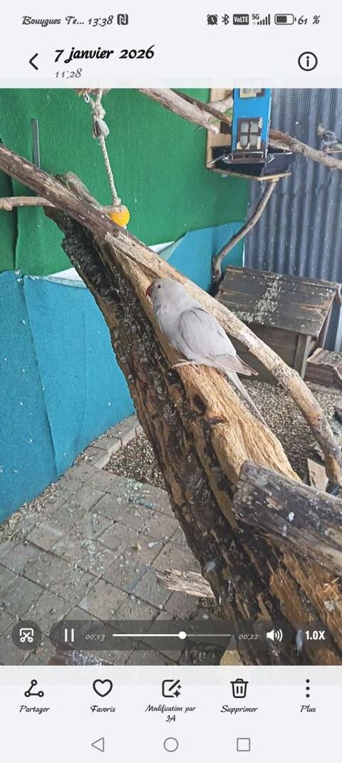 Femmelle Perruche a colliers bagu&eacute; &acirc;g&eacute;e de 4 ans. Vend&eacute;chang 90 49300 Cholet