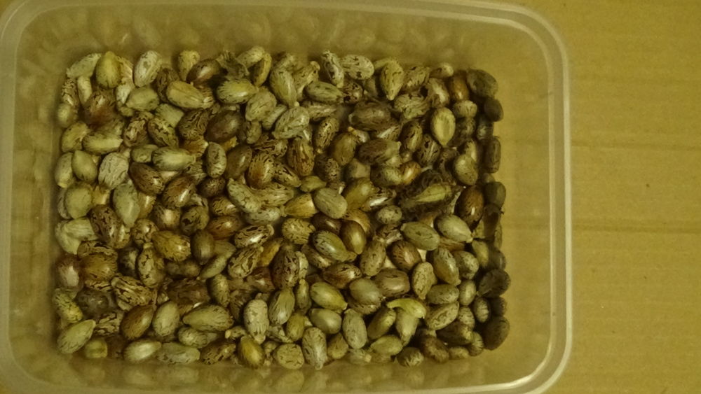 GRAINES DE RICIN Jardin