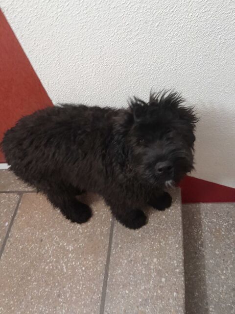 Bouvier des Flandres, n&eacute;e le 02/12/2025 1200 44100 Nantes