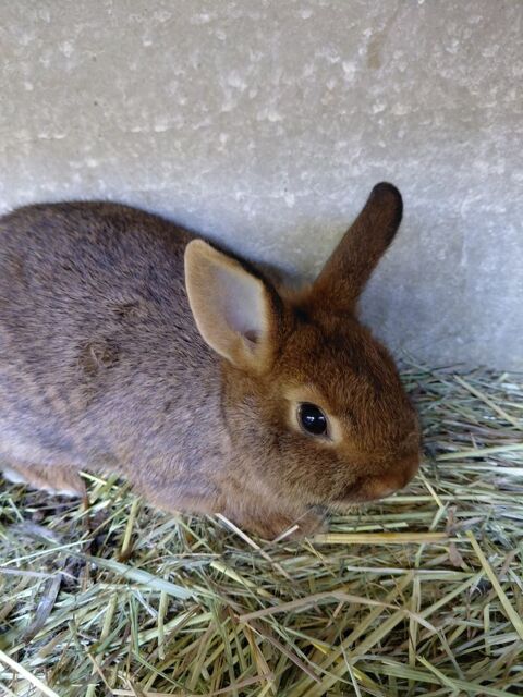 lapin nain 25 83330 Le beausset