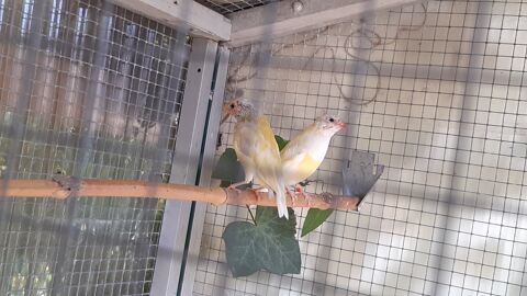 Oiseaux Diamants de Gould 75 34270 Saint-mathieu-de-trviers