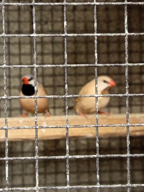 Oiseaux bavette longue queue  60 85130 Saint-aubin-des-ormeaux