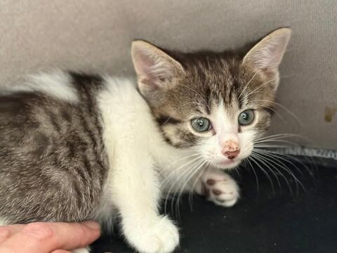 Chat CLAY à l adoption 180 26460 Le pot-clard