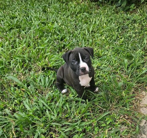 Bria, le rayon de soleil 300 74000 Annecy