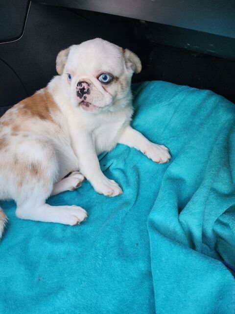 Jeune carlin exotique male 1200 77710 Paley