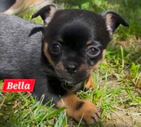  Chiots chihuahuas  