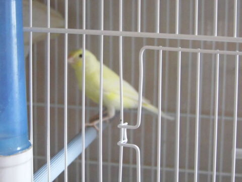 canari timbrado 50 27150 Boisemont