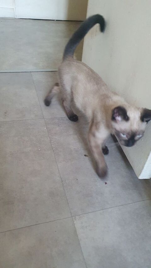 Chaton chamois 500 93600 Aulnay-sous-bois