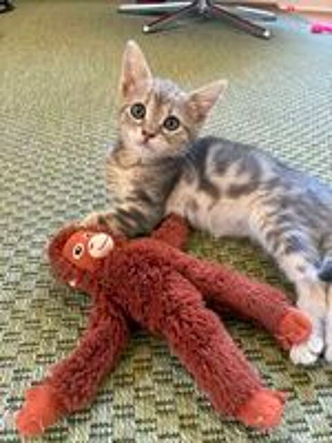   Luna une jolie chatonne  
