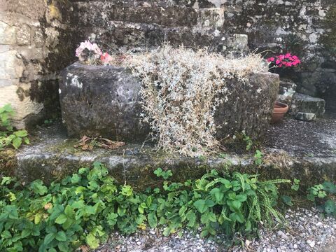 Auge en pierre  500 Passavant-la-Roch�re (70)