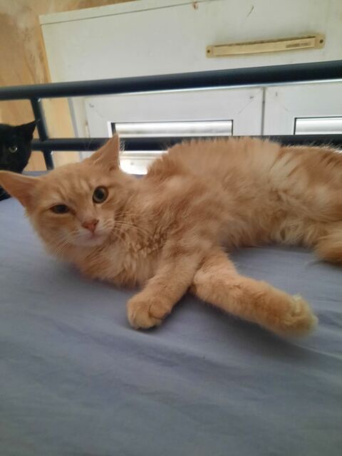 Adoption chaton de 5 mois 190 73000 Chambry