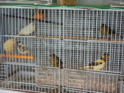   CANARIES MALES DE L ANNEE 