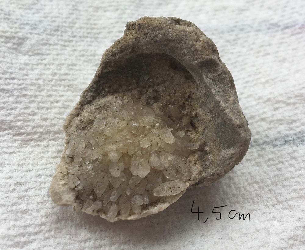 Coquillage fossilis&eacute; 