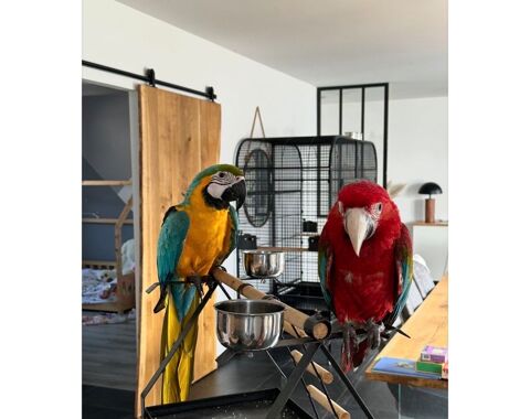 2 aras 
Ararauna et chloroptere 
2 femelles 1000 85550 La barre-de-monts