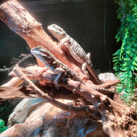 pogona henrylawsoni 90 34130 Saint-aun�s