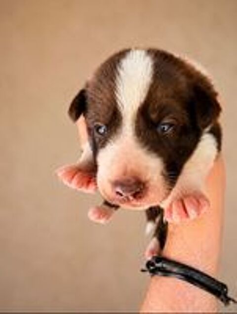   6 adorable chiot à réserver  