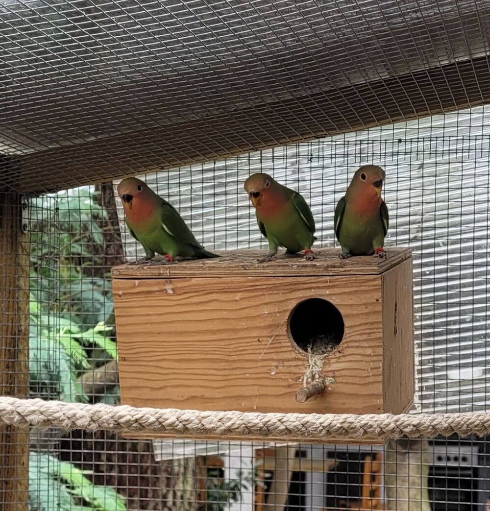   Ins�parables Ros�icollis 