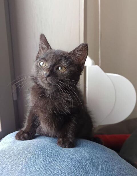 Amour chaton - Roost Warendin 59 90 59500 Douai