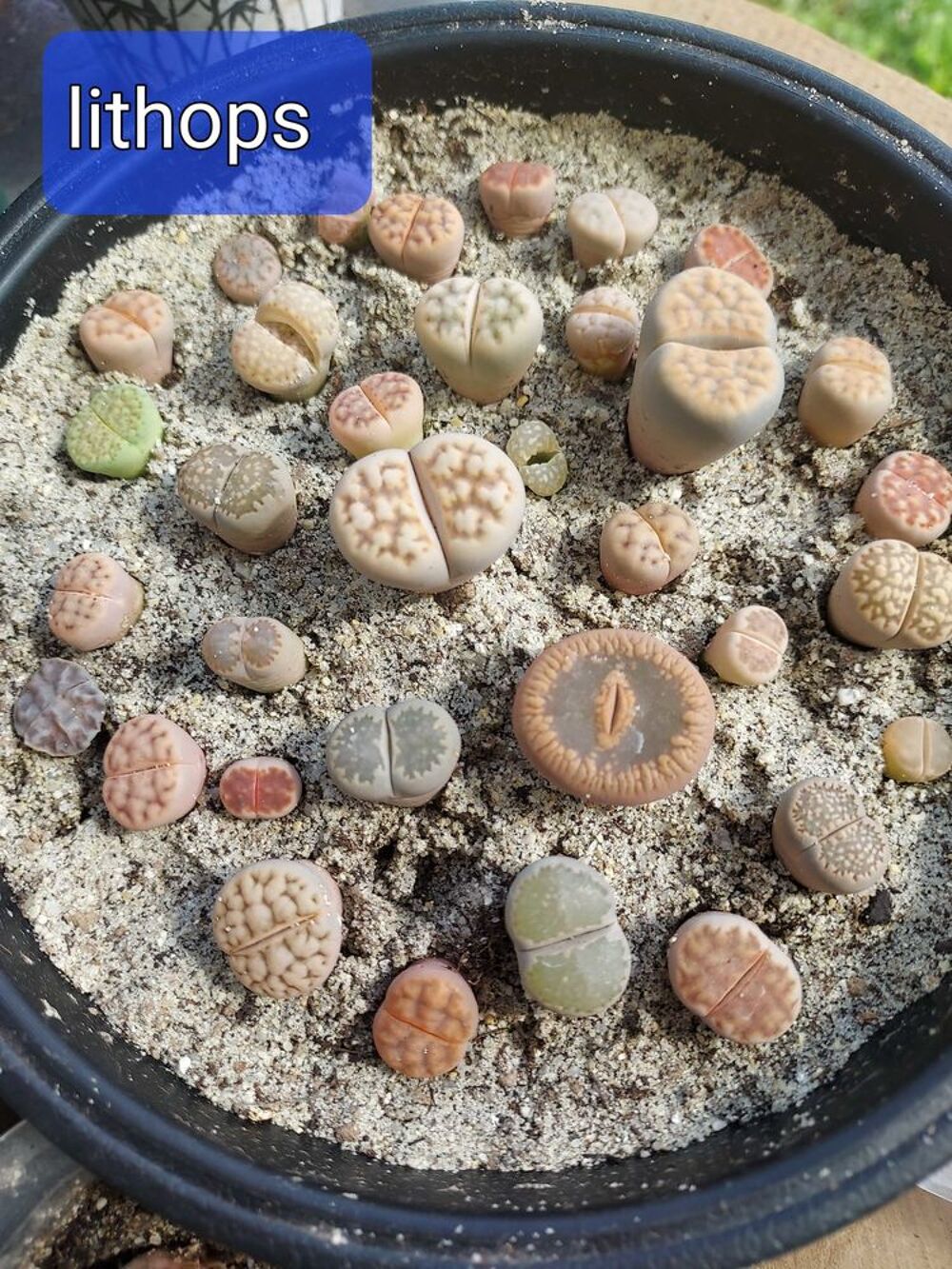 Plantes grasses, succulentes Jardin