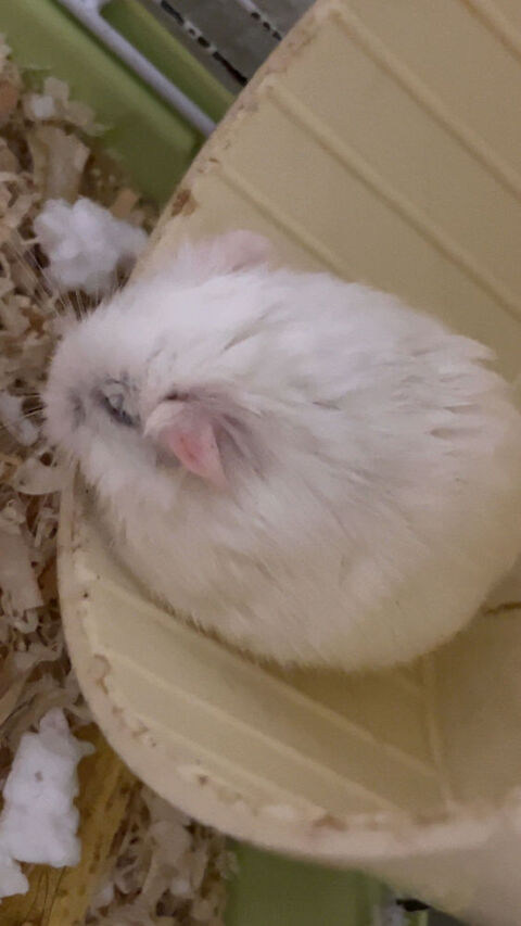 hamster femelle 0 59100 Roubaix