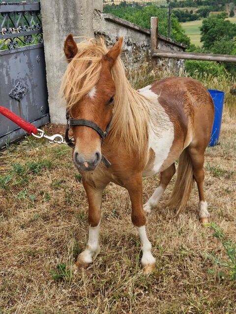 poney male 350 43170 Saugues